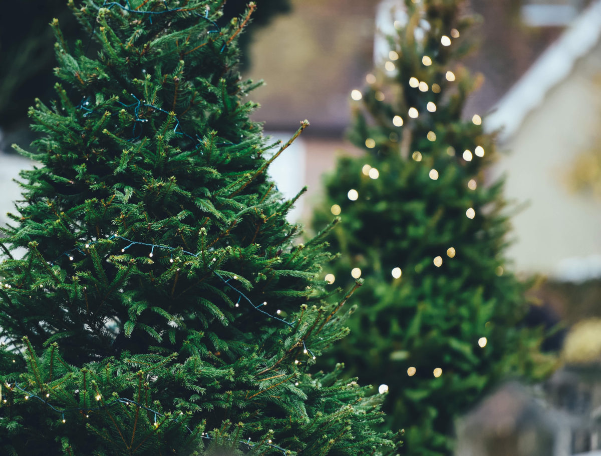 TAKE HOME A LIVE TREE